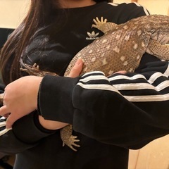 和歌山"(∩>ω<∩)" 爬虫類　好きさん！