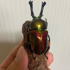 ニジイロクワガタレッドピカール幼虫