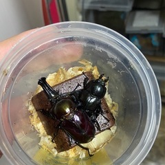 取引中ニジイロクワガタ紫紺ピカール系幼虫の画像