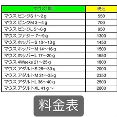 冷凍マウス