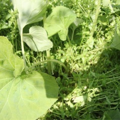 天然フキ (500g)  ¥850 税込 の画像