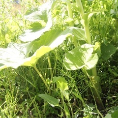 天然フキ (500g)  ¥850 税込 の画像