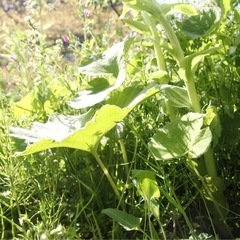 天然フキ (500g)  ¥850 税込 の画像