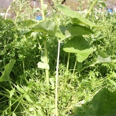 天然フキ (500g)  ¥850 税込 の画像