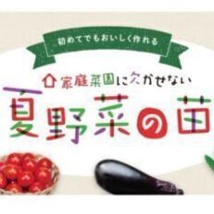 夏野菜の苗を募集しています★トマト、ピーマン、パプリカ、枝豆など