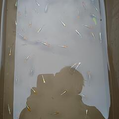 メダカ藤煌上物１０匹