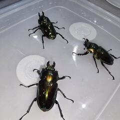 ニジイロクワガタレッド系♀3匹セット