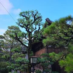 庭木の剪定致します。 - 倉吉市