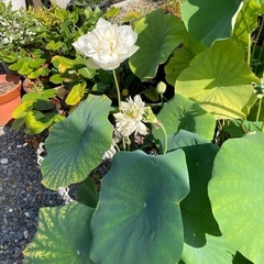 花ハスの苗の画像