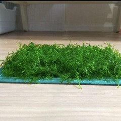ウィーピングモスの画像