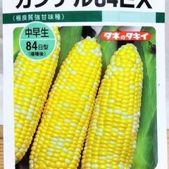 ～4/22まで受け付け）１６株　バイカラースイートコーン苗　カクテル84EX　タキイの画像