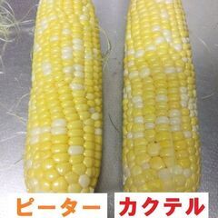～4/22まで受け付け）１６株　バイカラースイートコーン苗　カクテル84EX　タキイの画像