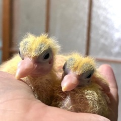 【有償里親様募集/終了】孔雀鳩２羽産まれてます