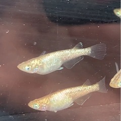 メダカ🐟  グランツ 1p