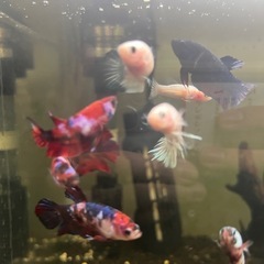 ベタ　メス　数種の画像