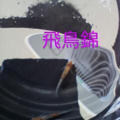 人気の！飛鳥錦メダカ💕有精卵