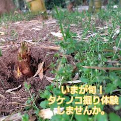 いまが旬！タケノコ掘り取り体験できます。