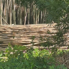 竹の引き取り