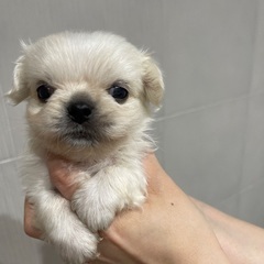ペキニーズ男の子