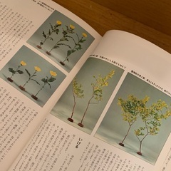 草月テキスト2冊セットの画像