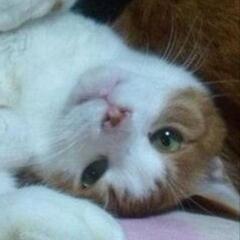 猫好きさんと繋がりたい人~😸