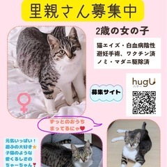 ❤️キジシロ❤️2歳メス🐈先住猫ちゃんのお友達に❤️ − 神奈川県