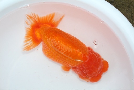 金魚　特大らんちゅう18センチ訳あり