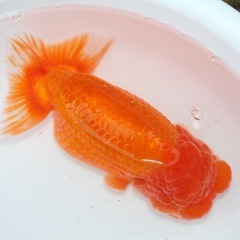 金魚　特大らんちゅう18センチ訳あり