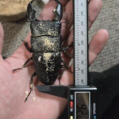 ペア】スマトラオオヒラタクワガタ 92mm+メスフリーサイズ (ぴろ