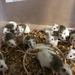 餌　ヤワゲ　¥900　マウス　爬虫類　蛇餌