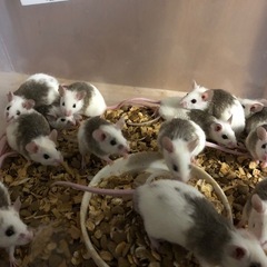 餌　ヤワゲ　¥900　マウス　爬虫類　蛇餌の画像