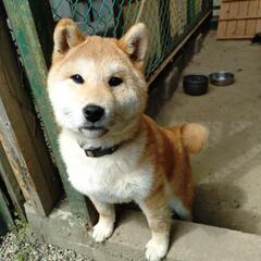 柴犬４か月オスお譲りします。