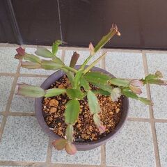 カニサボテン②💕💕💕