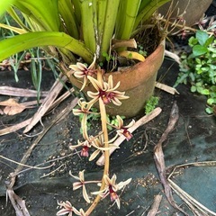 蘭❓　②  4/21気づいたら花が💦の画像