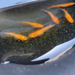 楊貴妃メダカの画像