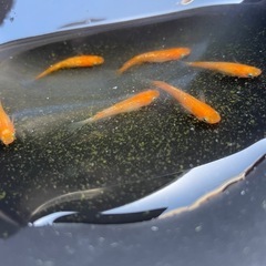 楊貴妃メダカの画像