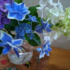 紫陽花チビ苗こんぺいとう☆オマケ付き