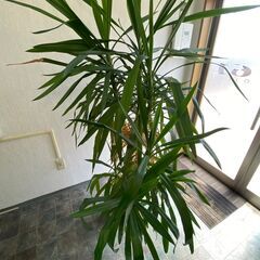 観葉植物無料で差し上げます（現地引き取りにこれる方のみ）