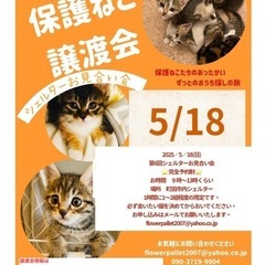 ねこに恩返しの会保護ねこ譲渡会〜保護猫たちのずっとのお家探しの旅...