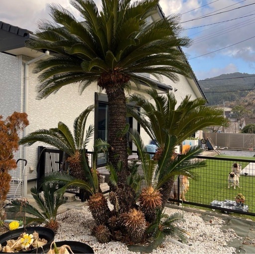 南国系ヤシ類の買取します！ココスヤシ・ソテツなど歓迎！［鹿児島県内］ 南国系ヤシ類の買取します！ココスヤシ・ソテツなど歓迎！［鹿児島県内］