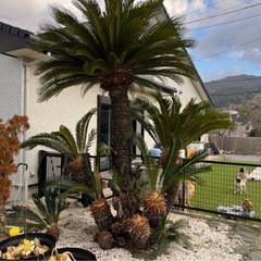 南国系ヤシ類の買取します！ココスヤシ・ソテツなど歓迎！［鹿児島県内