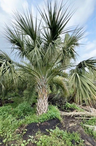 ソテツ　ココスヤシ　引き取り希望です ソテツ ココスヤシ 引き取り希望です