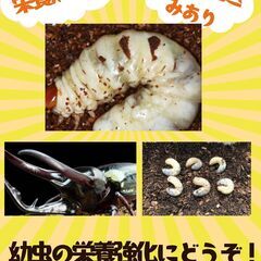 きくらげ廃菌床 10L チャック付き袋入りの画像