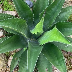 サルミアナフェロックスローガンカルホーン　超大株　美株　選抜株　引取り限定 サルミアナフェロックスローガンカルホーン 超大株 美株 選抜株 引取り限定