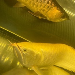  熱帯魚 の画像