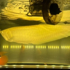  熱帯魚 