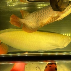  熱帯魚 の画像