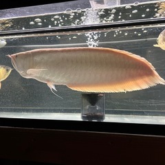  熱帯魚 の画像
