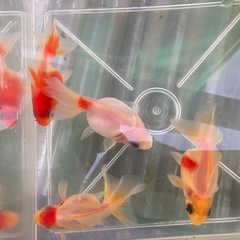 金魚　琉金ショートテール　4尾セット