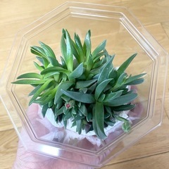 三時草 テルナミ 多肉植物